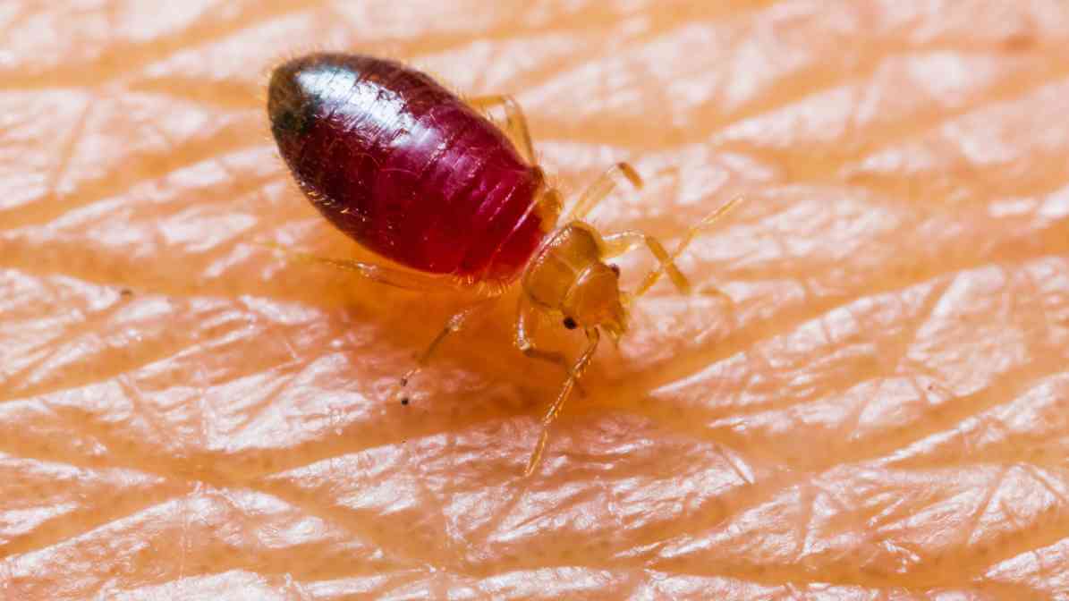 Bed Bug After Feeding