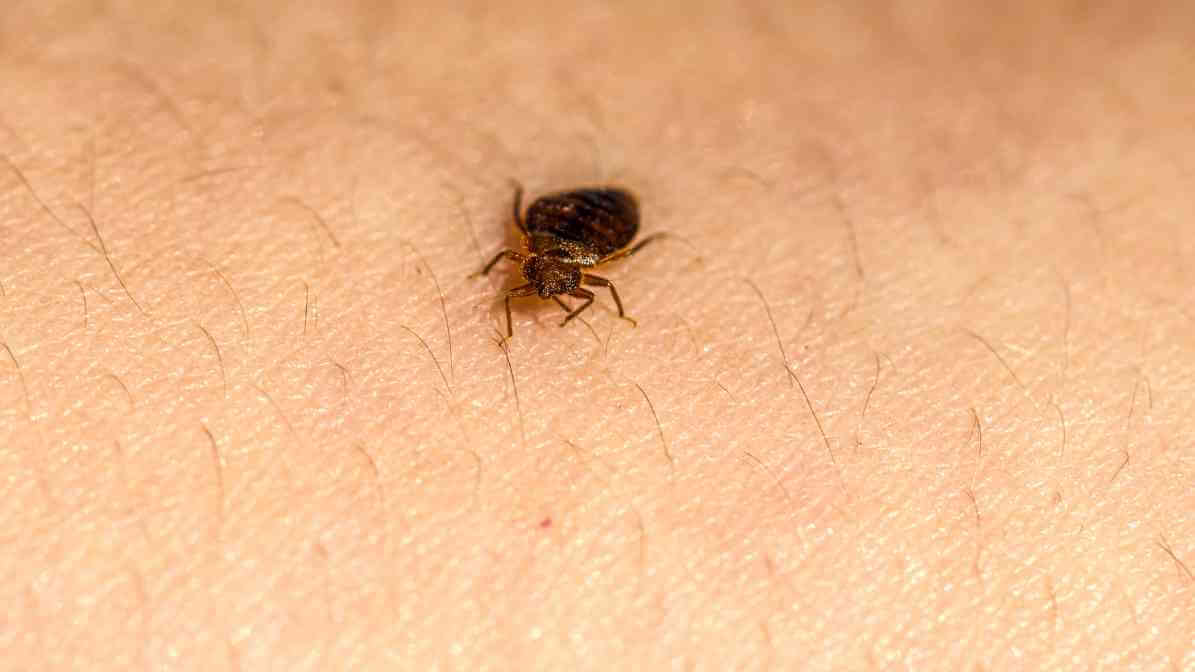 Bed Bug Before Feeding