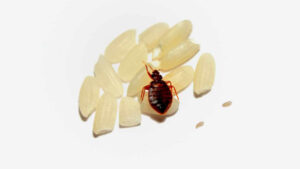 Bed Bugs Blog