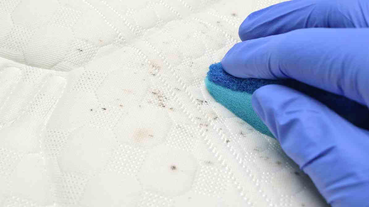 Bed Bugs Blood Stains