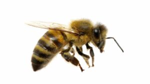 Bees Blog
