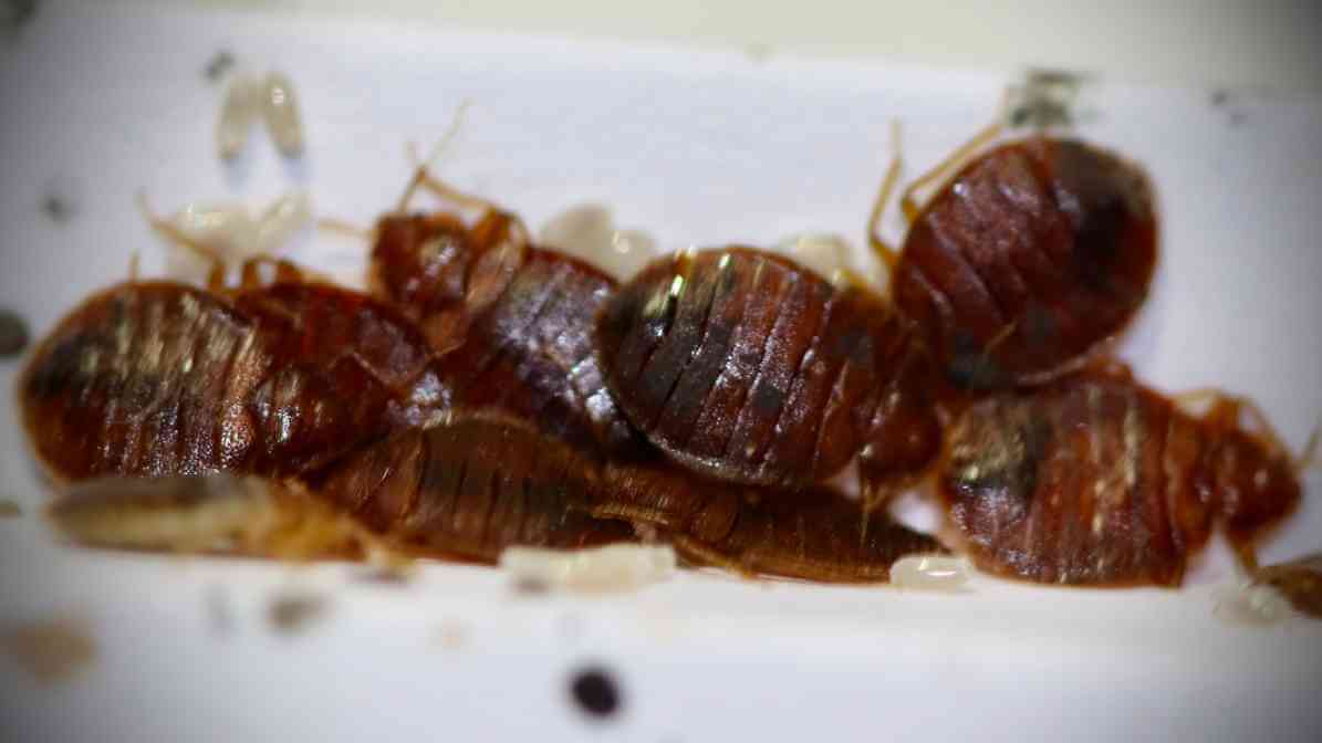 Dead or Alive Bed Bugs