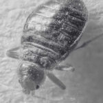 Defence Against Bed Bug in Singapore