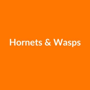 Hornets and Wasps Icon
