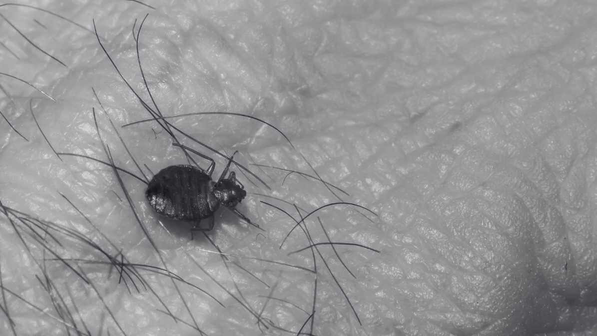 Identifying the Bedbug in Singapore