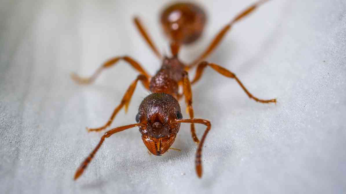 Learn More About the Different Group of Ants Characteristic (2)