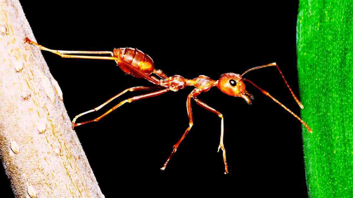 Learn More About the Different Group of Ants Characteristic (1)