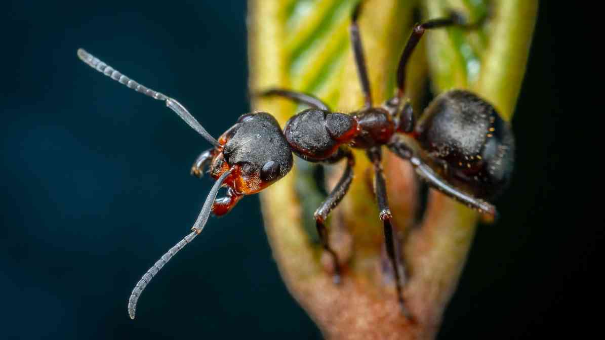 Learn More About the Different Group of Ants Characteristic (5)