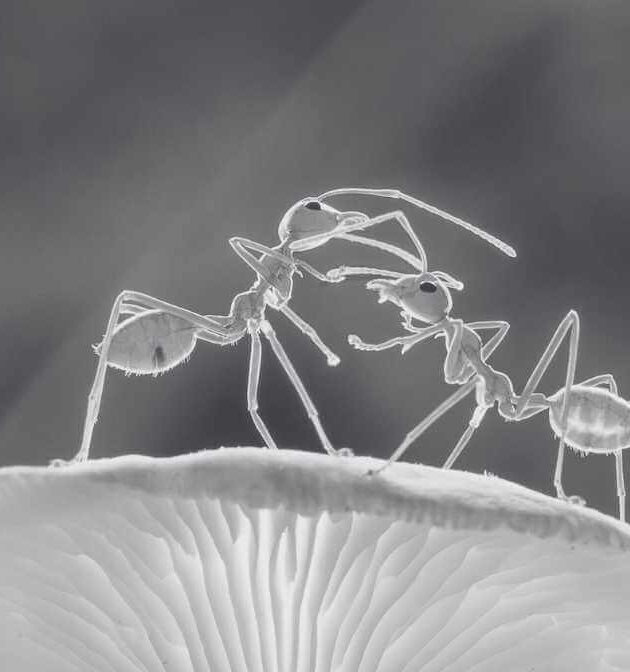 Learn More About the Different Group of Ants Characteristic