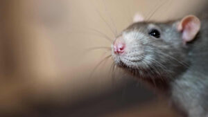 Pest Blog Rat