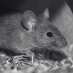 5 Steps to Rodent Control for Restaurants