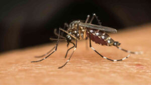 Aedes Aegypti Mosquito - Image 1