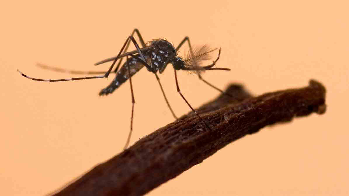 Aedes Aegypti Mosquito - Image 2