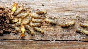 Attract Termite to the Baits