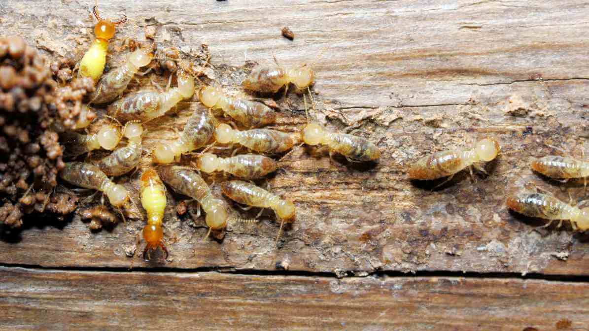 Attract Termite to the Baits