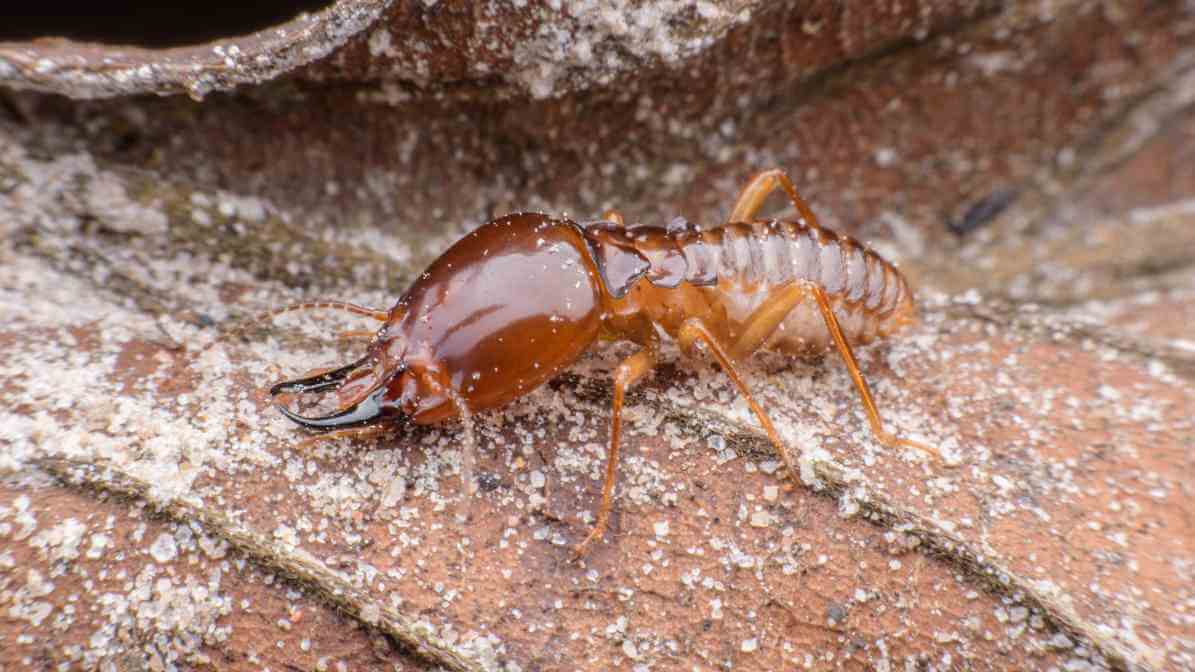 Dampwood Termite (Archotermopsidae)