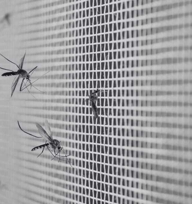 Defence Against Mosquitoes in Singapore