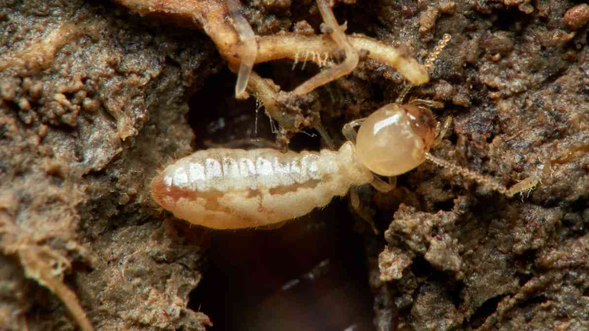 Drywood Termite (Cryptotermes sp.)