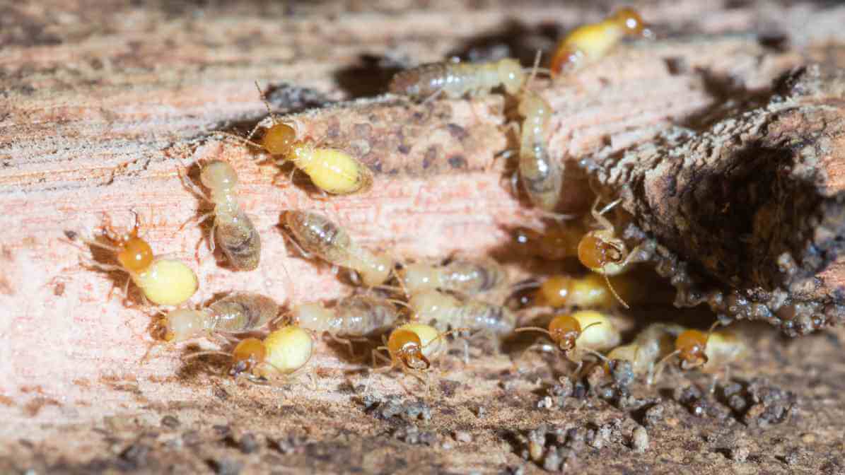 Drywood Termite Mud Tubes
