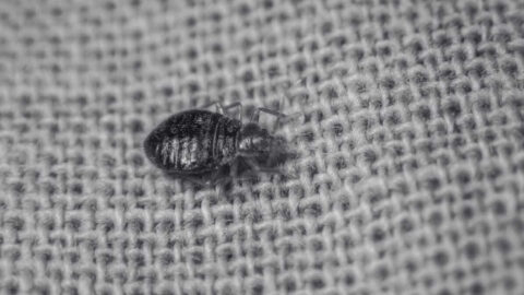 Expert Guide to Prevent and Kill Bed Bugs - INNOVATIVE PEST MANAGEMENT