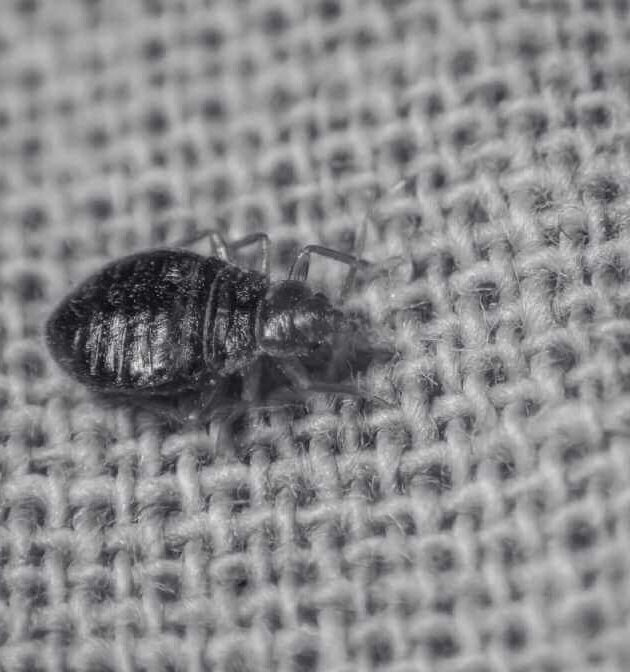 Expert Guide to Prevent and Kill Bed Bugs