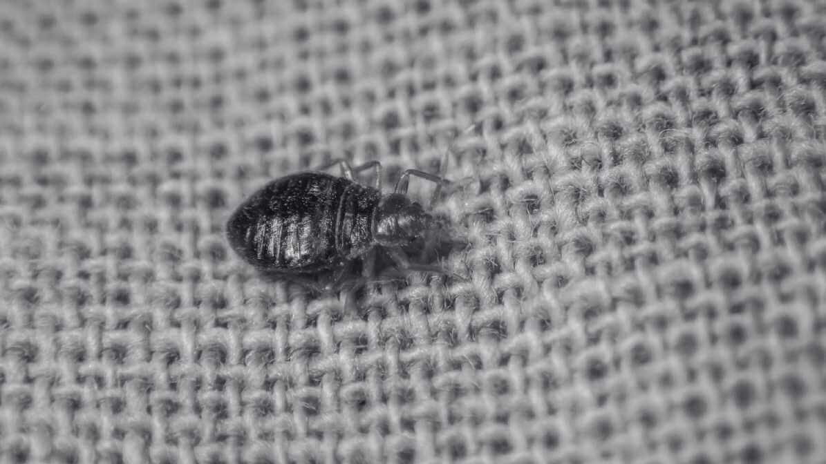 Expert Guide to Prevent and Kill Bed Bugs