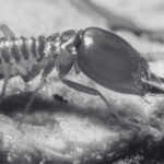 Guide for Anti Termite Treatment In Singapore