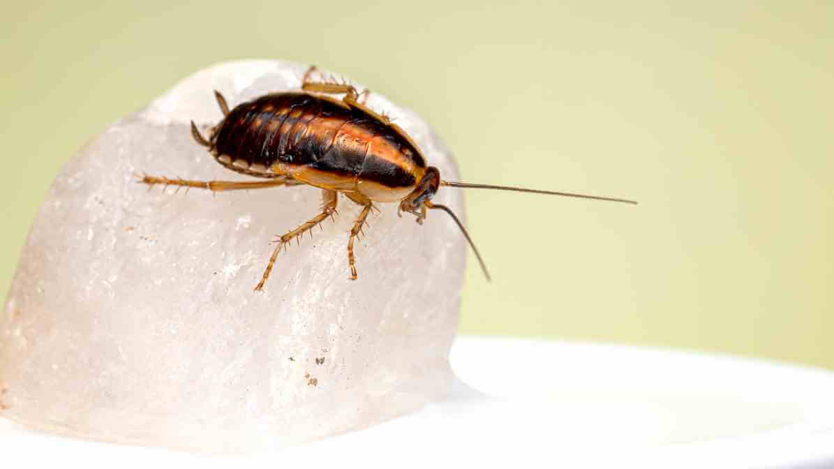 How to Get Rid of Cockroaches - Brown-banded Cockroach