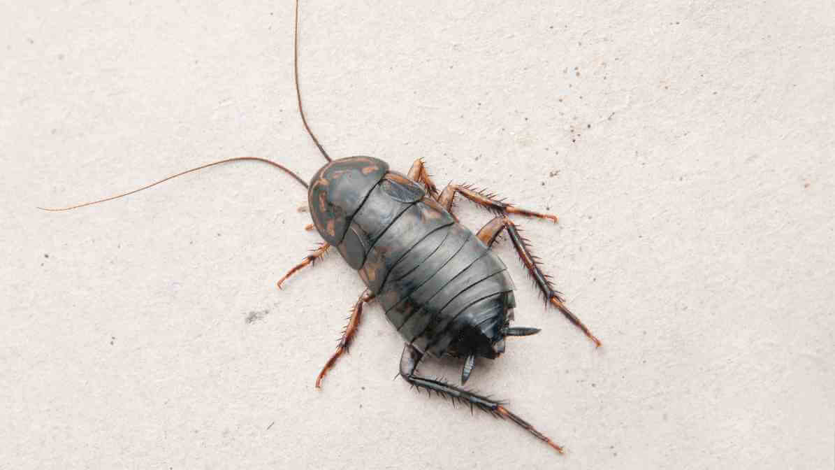 How to Identify Oriental Cockroach?