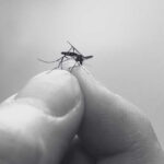 Learn More About Aedes Mosquitoes in Singapore