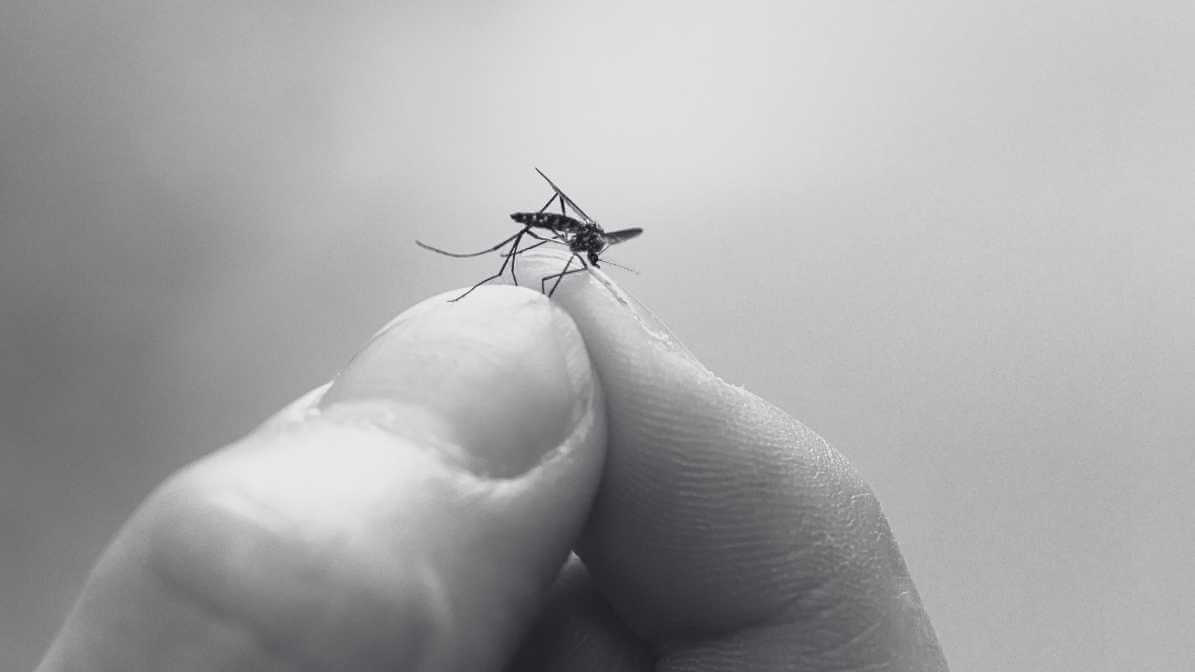 Learn More About Aedes Mosquitoes in Singapore