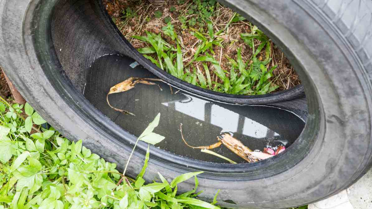 Mosquito breed in Tires