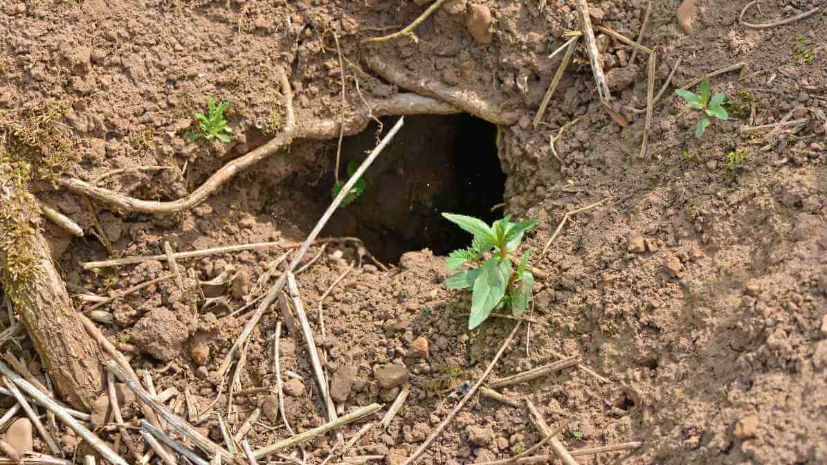 Rodent Burrow Nests