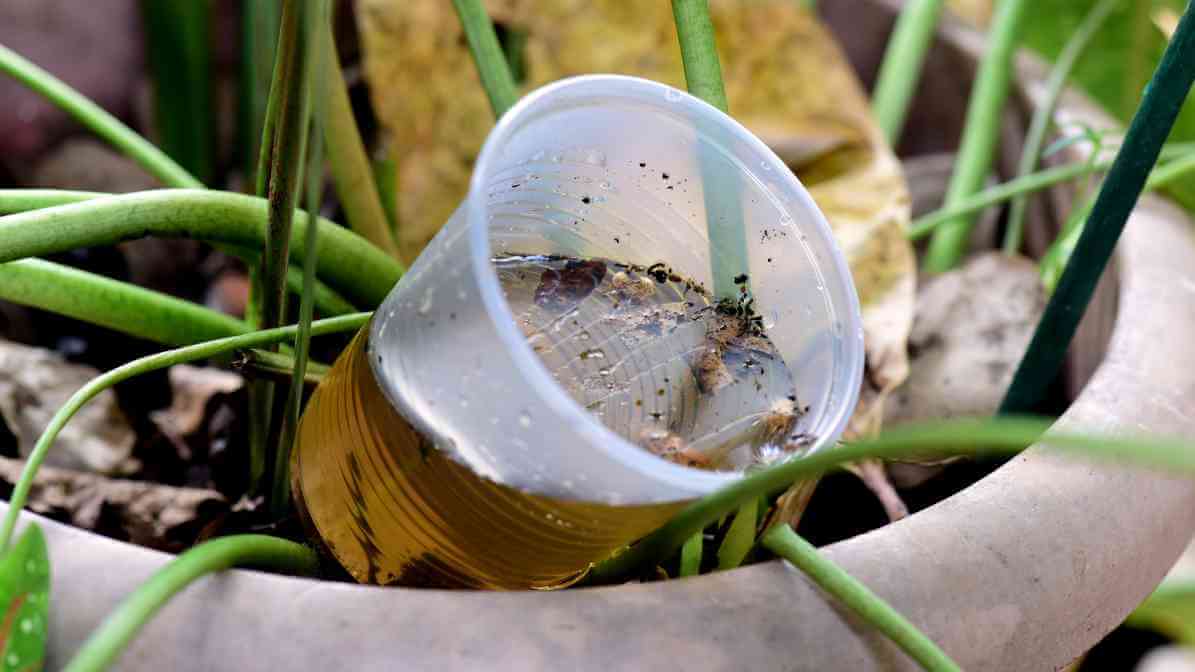 Stagnant Water in Plastic Cup