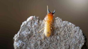 Subterranean Termite (Coptotermes Gestroi)