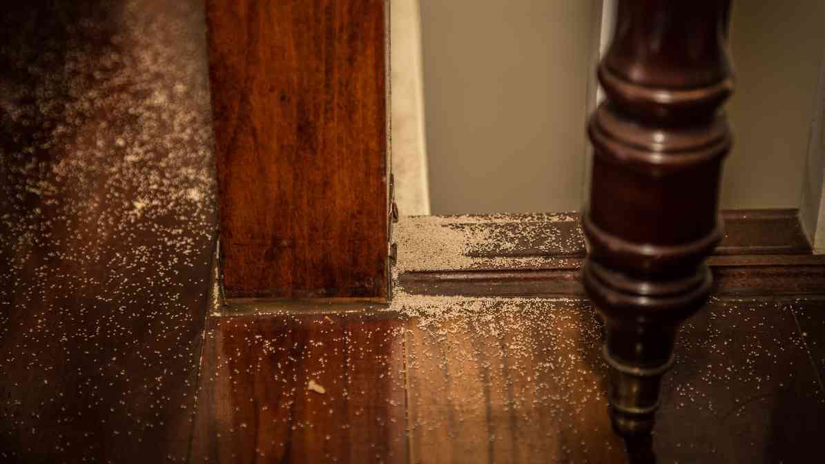 Termite Infestation on Parquet Flooring