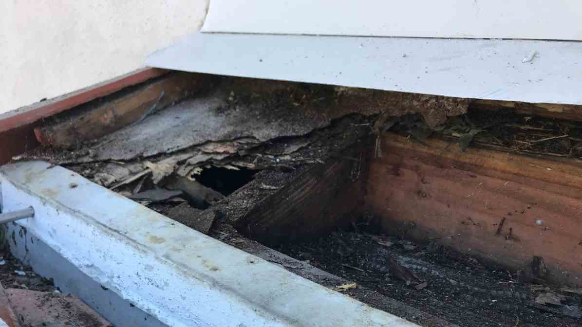 Termite Infestation on Roof