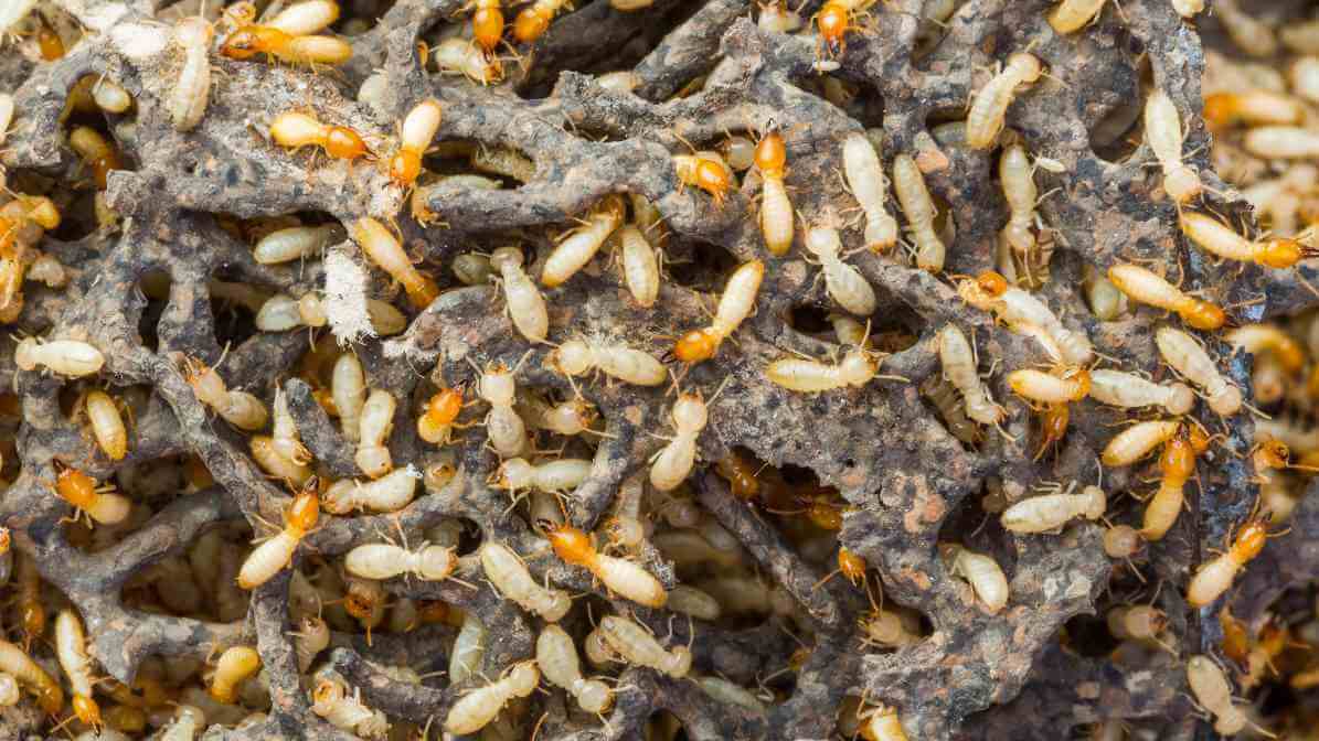 Termites are Social Insects