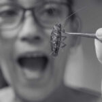 Top News Infestation of Cockroach in Cars Singapore