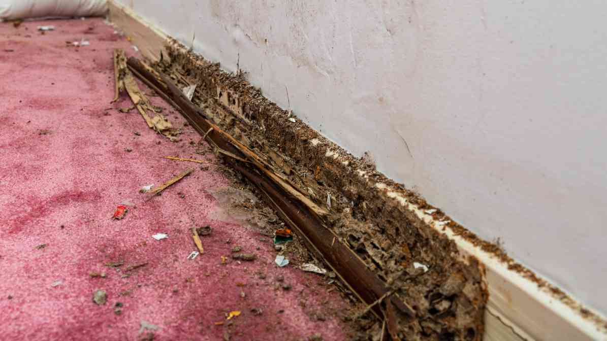 Visual Termite Inspection (Image 1)