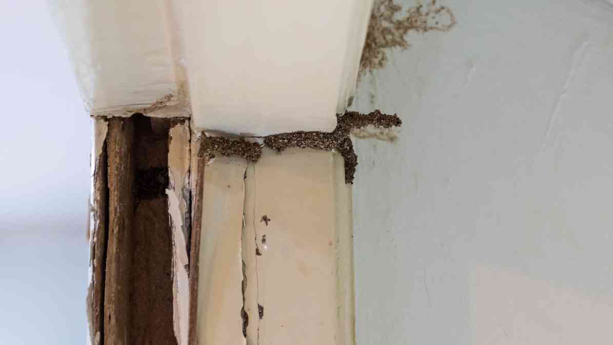 Visual Termite Inspection (Image 3)
