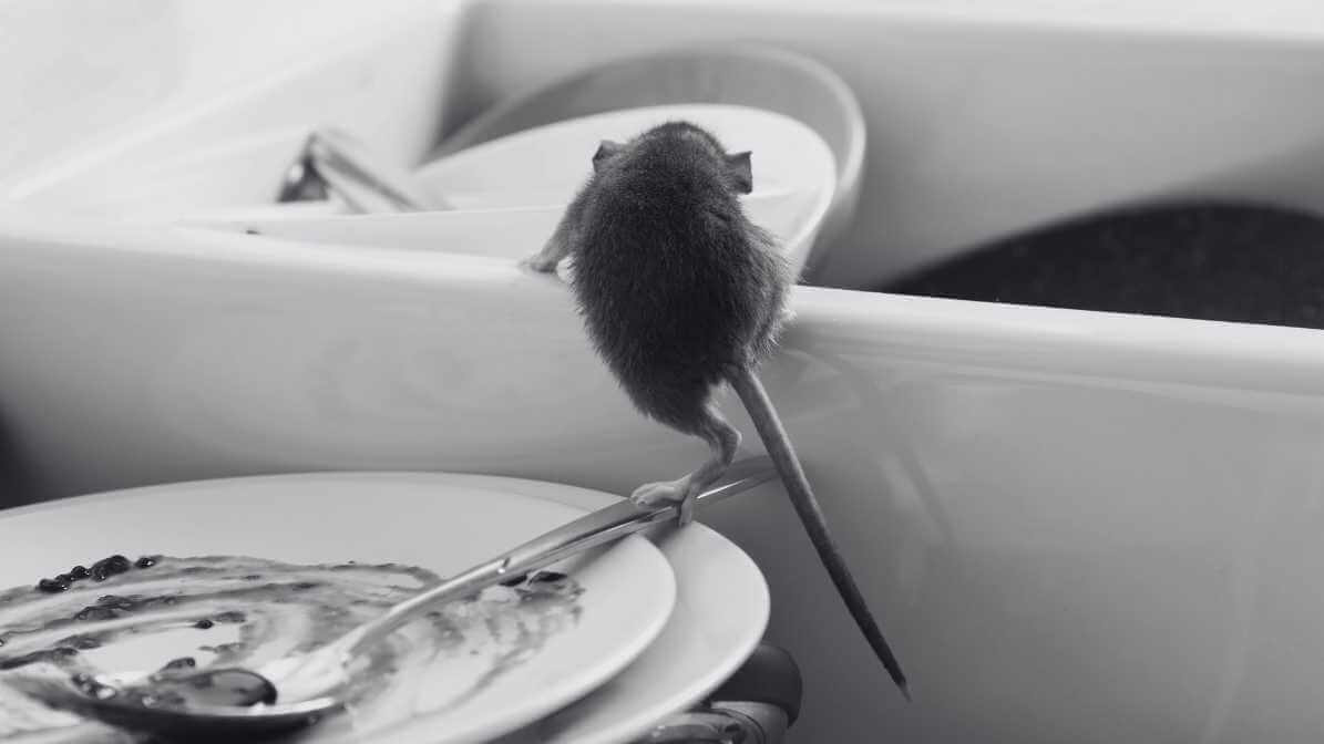Ways to Get Rid of Rat Infestation in Restaurant