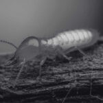 Why Termite Baiting is More Effective For Subterranean Termite?