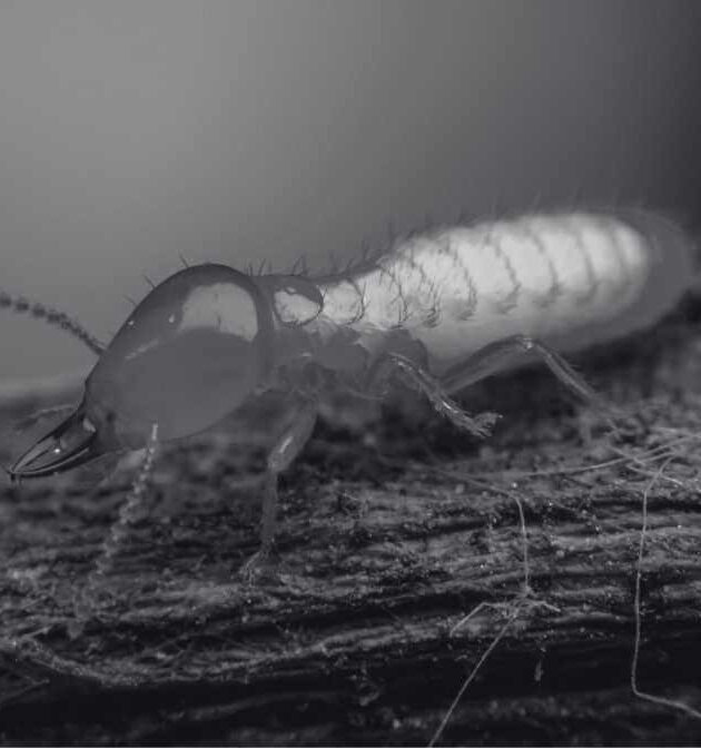 Why Termite Baiting is More Effective For Subterranean Termite?