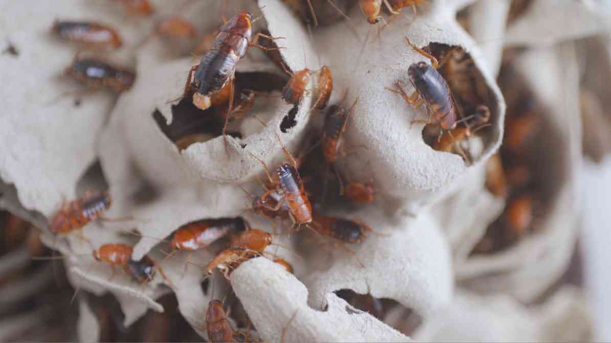 Cockroaches infestation on Boxes