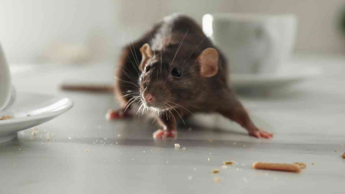 Rodent Pest Control for Businesses