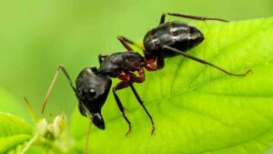 Carpenter Ants