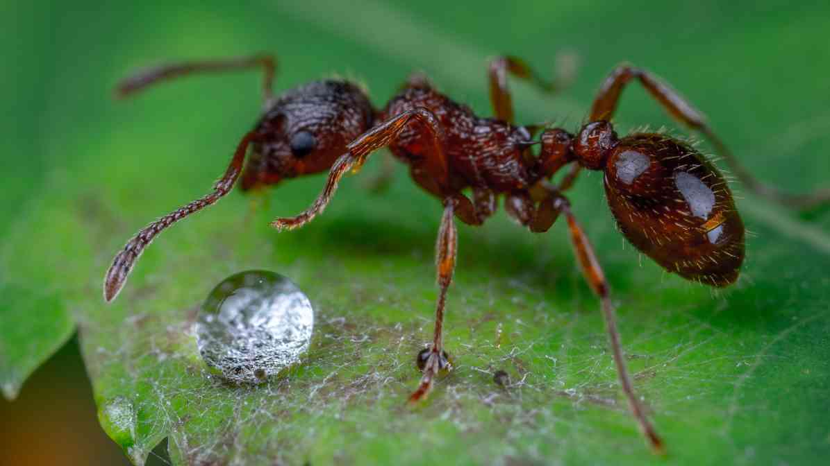 Odorous House Ants