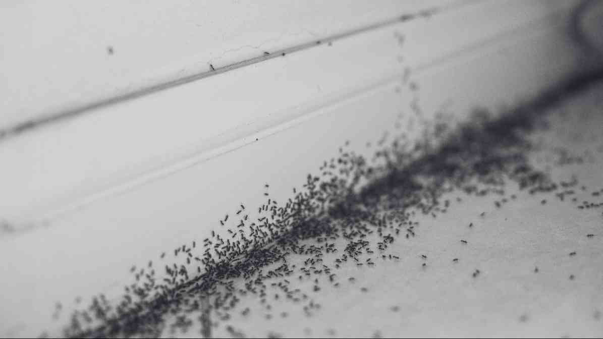 Ants Control Singapore - Detect - Innovative Pest Pte Ltd Ants Control Singapore - Detect