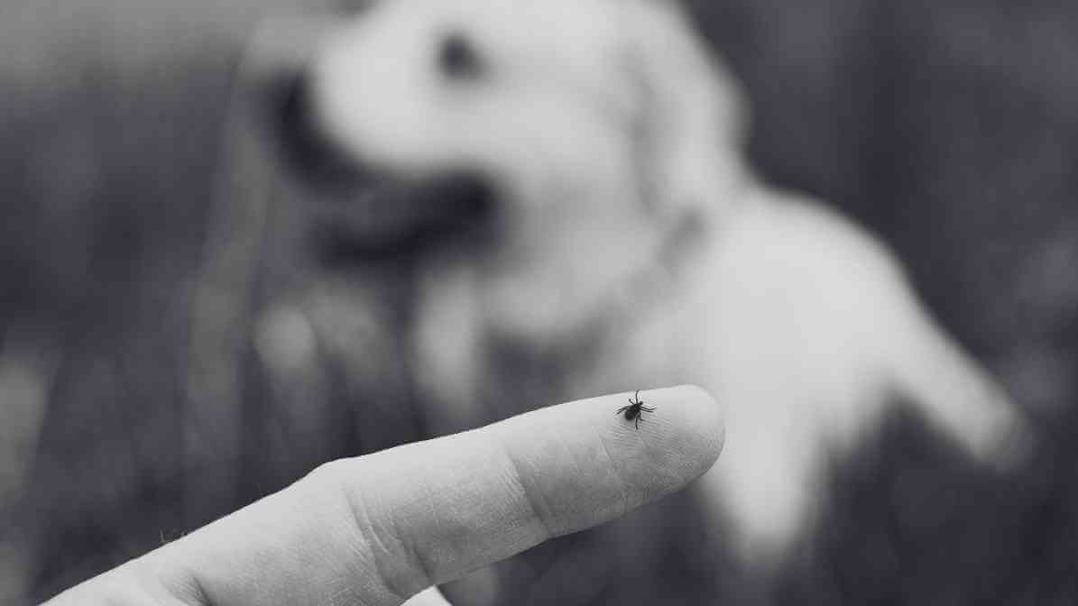 Fleas and Ticks Control Singapore - Innovative Pest Pte Ltd Fleas and Ticks Control Singapore